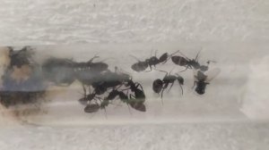 Кампонотус вагус (Camponotus vagus).  Муравьи дома. Муравьиная ферма.