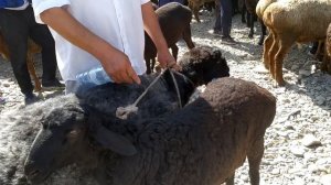 Кой базар Учкун мал базары 2021