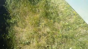 Куриный трактор за 1500 рублей, самый простой курятник