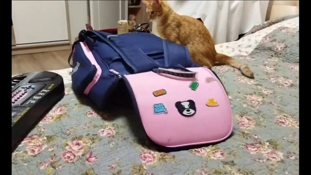Кот залез в ранец, кошка его выгоняет от туда