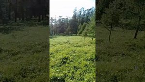 Перегон лошадей на летнее пастбище