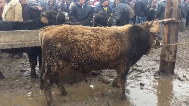 Асака Ўзбекистон ПАЙШАНБА Мол БОЗОРИ нархлари