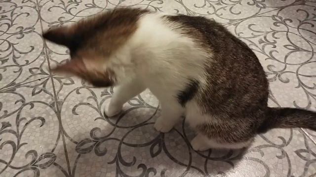Кот не знает чем заняться