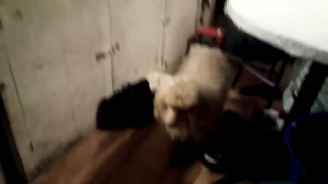 Ок гугл смотреть онлайн