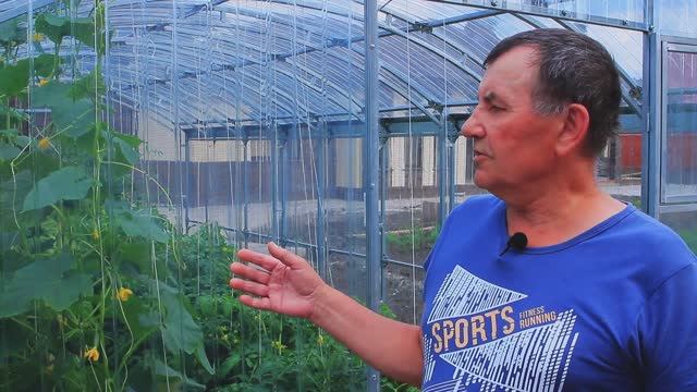 ПЛАСТИЛЮКС_ДЛЯ_ТЕПЛИЦ_лучший_материал_для_накрытия_теплиц