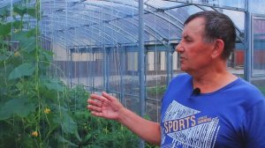 ПЛАСТИЛЮКС_ДЛЯ_ТЕПЛИЦ_лучший_материал_для_накрытия_теплиц