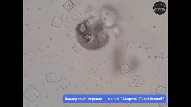 Влияние чистого никотина на нано технологии внедренные в человеческий организм через вакцинацию.