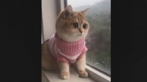 Милые котята и котики, 3. Высоко сижу - далеко гляжу