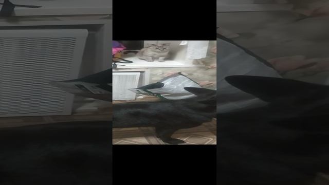 VID_20241002_215955.mp4 смотреть онлайн