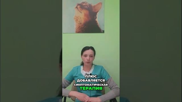 Лечение бобези у животных | Важные шаги ветеринаров