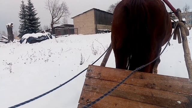 Деревенские будни. Запрёг лошадь #влог#жизньвдеревне#деревенскийблогер
