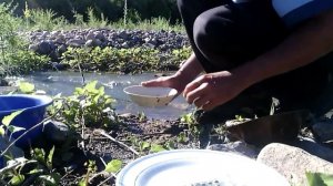 Вольное старательство или поиск золота