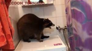Енот Торнадо в ванной