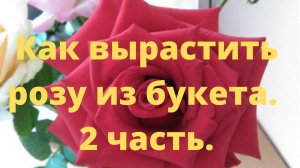 Как вырастить розу из букета. Часть 2.