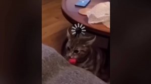 Смешные видео с котами, 2. Котейко завис :)