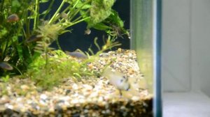 кубик 35х35х35