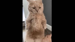 Игры с котами, 3. Котейко любит пошалить :)