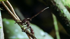 Амазония. У этих гигантских муравьёв появились тревожные симптомы.