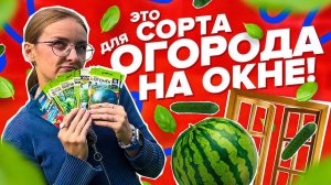 ОБЗОР СОРТОВ ДЛЯ ЗИМНЕГО ОГОРОДА, ОГОРОД НА ОКНЕ