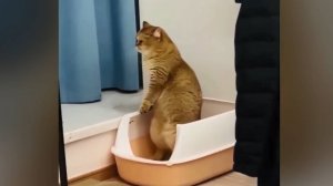 Смешные видео с котами, 1. Котейко обделался :)