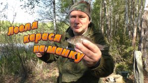 Ловля карася на манку.
