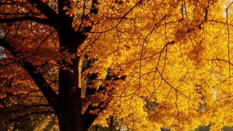 Пожелание хорошего дня - Красивое пожелание