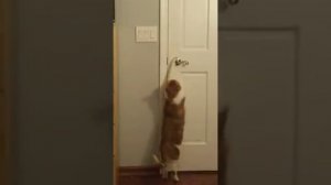 Cat Rudolf opens the door from outside. Кот Рудольф открывает дверь снаружи