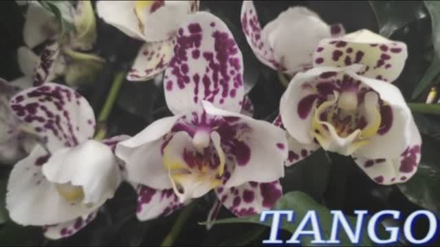 №940/ ПЕРЕСАДКА орхидеи TANGO пилорик
