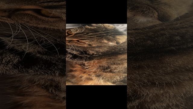 ЧЕССИ🐯УТРЕННЕЕ ЛЕЖАНИЕ