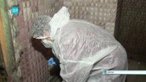 02.10.2024 Нашествие крыс в Архангельске