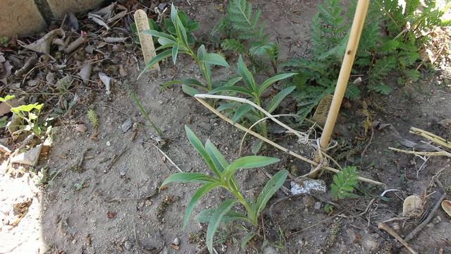 Maximilian Sunflower Growing Guide & Pinching Tips | Drought Tolerant Perennial Cut Flower ~ Ep 51 смотреть онлайн