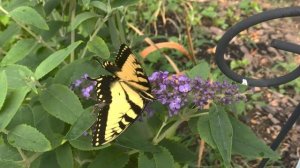 Парусник Главк (Papilio glaucus, lat.) в Берлоге-2017