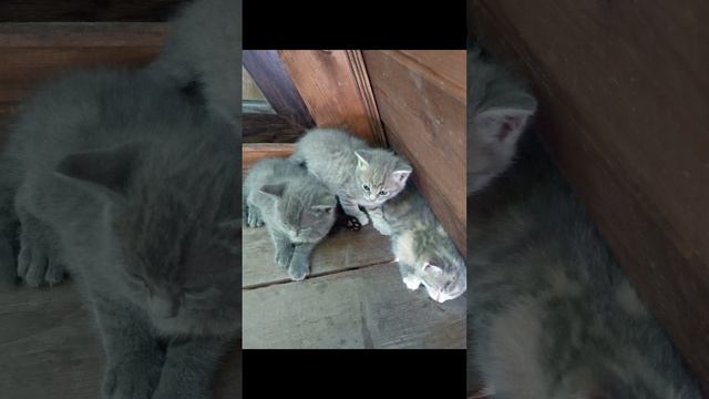 делаю прикольное видео