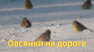 Птицы  овсянки  на дороге. Новосибирская область. Птицы Сибири. Овсянка.