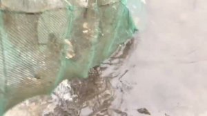 Ловля раков поздней осенью.