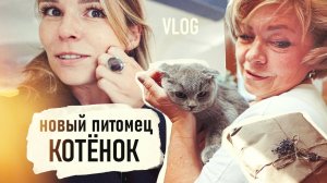 НОВЫЙ котик, моя СТРИЖКА, Отмыв ЗОЛОТА, НА ЛЮДЯХ НЕ ПРИЛИЧНО это делать VLOG- Senya Miro