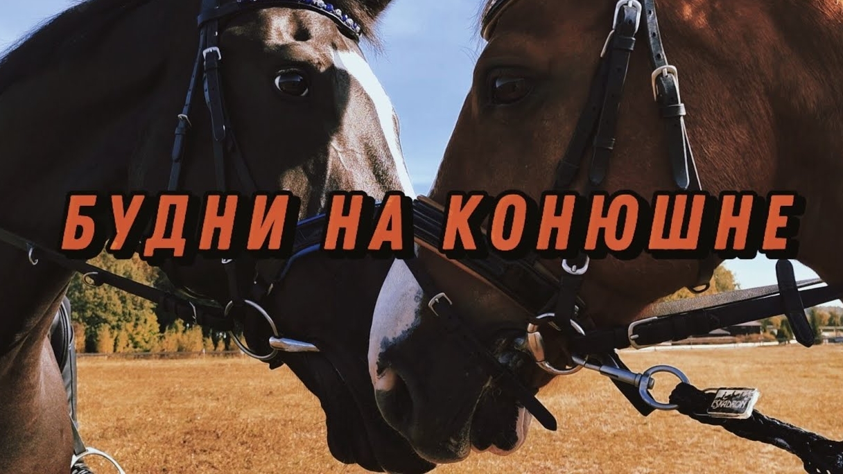 Моменты на конюшне 💗#лошади #кони #конюшня