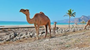 Mughsail Beach, Oman