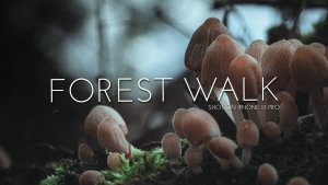 Э С Т Е Т И К А  | О С Е Н И