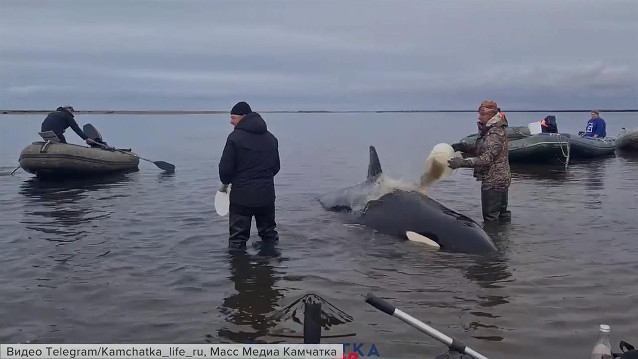 У берегов Камчатки спасают четырех косаток