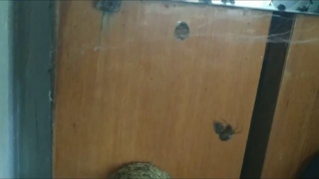 Паук и Муха / Spider & Fly