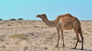 Camels & Mountains, Oman