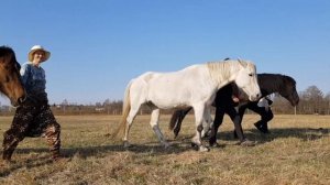 Школа Свободных Лошадей Инны Дитман