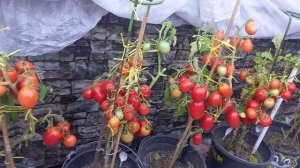 Отличный способ вырастить ранние томаты