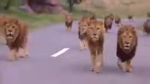 Ну ка тормозни пацанчик