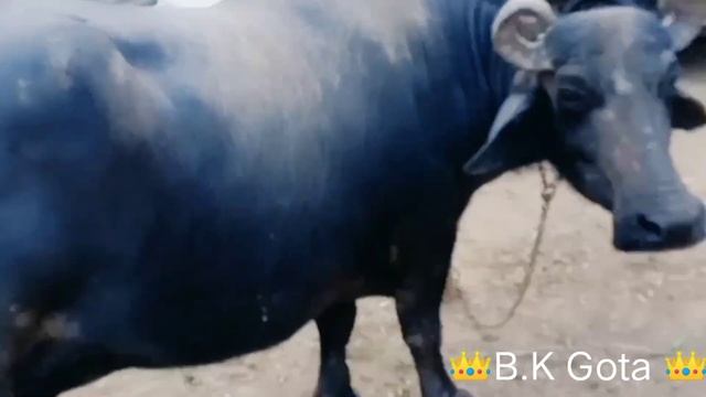 Banni Buffalo Gota 🥰