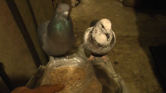 Пионер и его баба