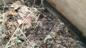 червь старатель, зимовка червя в деревянном ящике на улице.