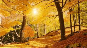 Пожелание хорошего дня - Красивое пожелание