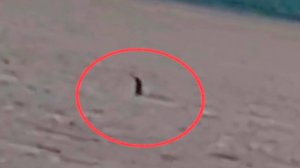 Неизвестное существо с длинной шеей обнаружено у берегов Ирландии. Что это может быть?